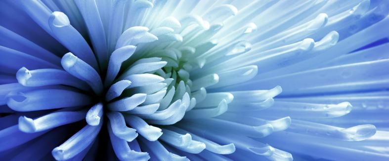 Obraz modré květiny 38x100cm