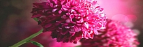 Obraz růžové květiny 45x140cm
