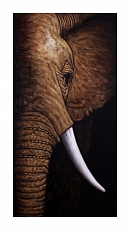 Obraz slon