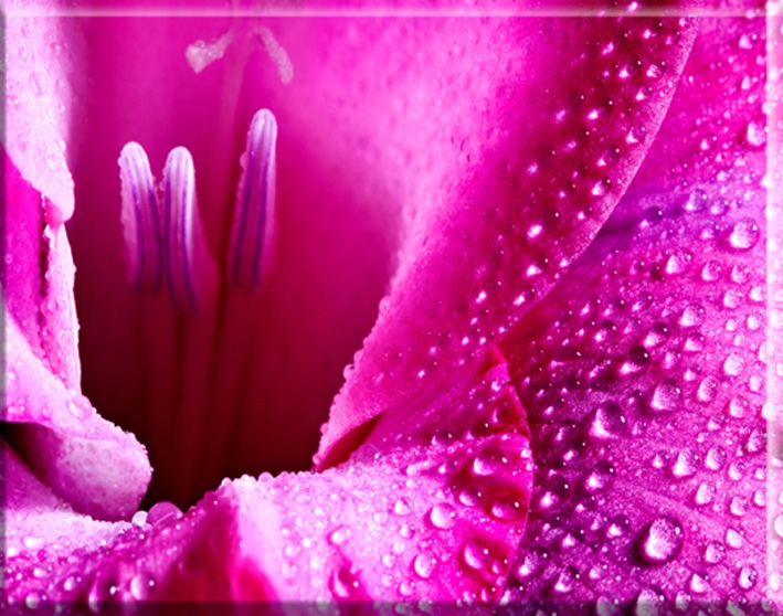 Obraz růžové květiny 35x45cm