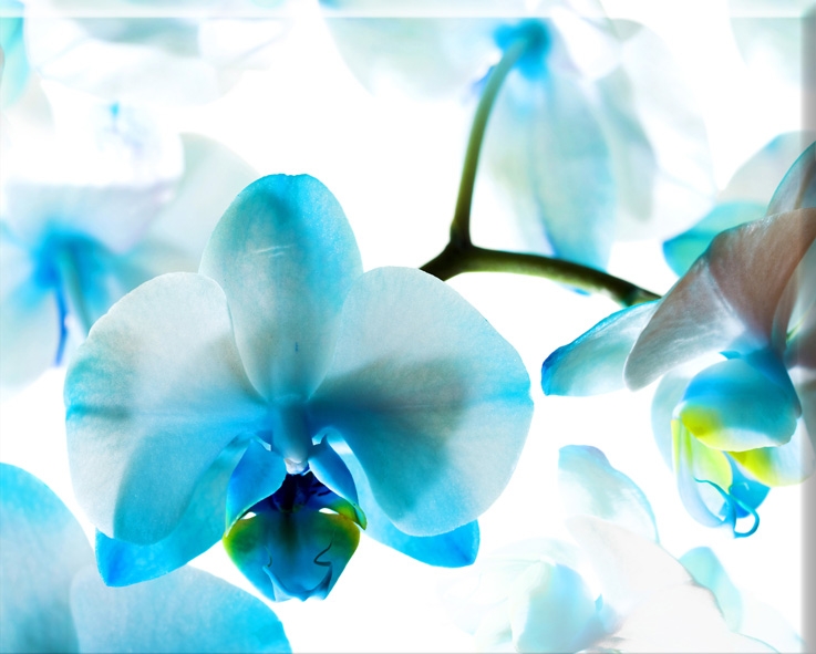 Obraz orchidej 35x45cm