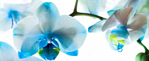 Obraz orchidej 38x100cm