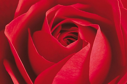 Obraz červený květ růže 115x175cm