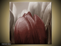 Obraz Detail tulipánů - hnědá