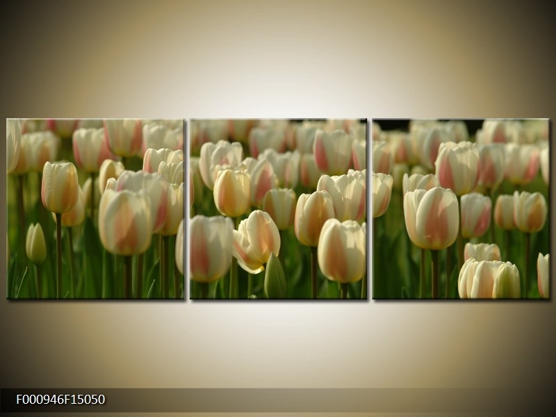 Obraz Záhon s bílými tulipány