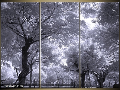 Obraz koruny stromů