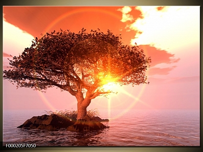 Obraz slunce v koruně stromu