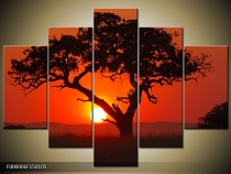 Obraz strom v západu slunce
