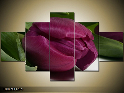 Obraz Vínový tulipán