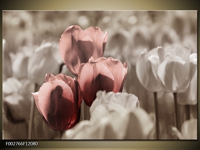 Obraz Tři růžové tulipány