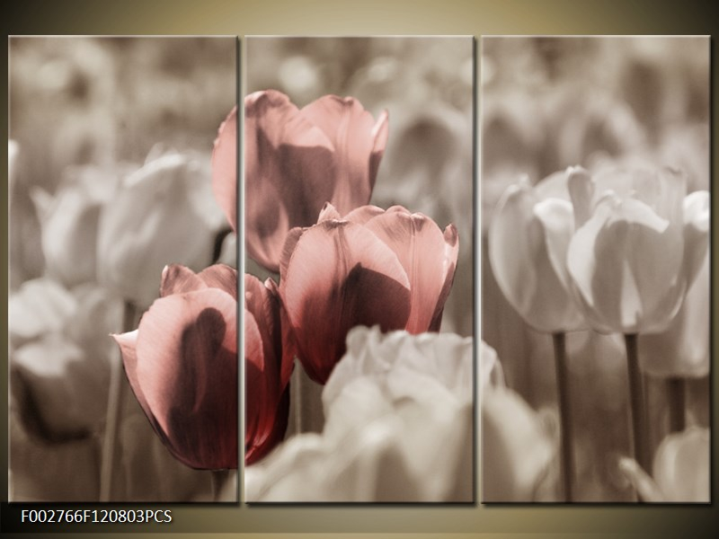 Obraz Tři růžové tulipány