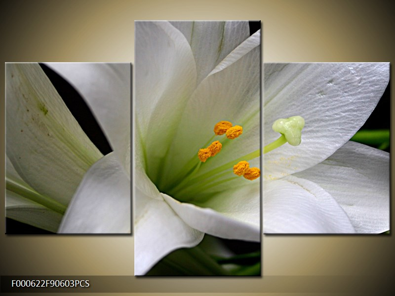 Obraz Květ bílé lilie