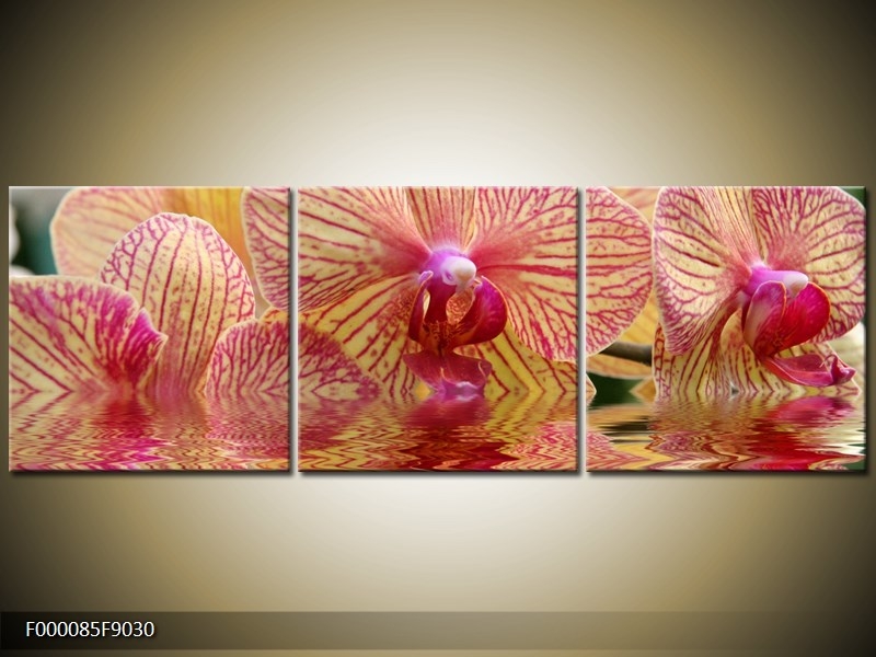 Obraz Květy orchidejí