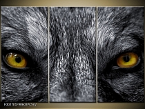 Obraz oči vlka
