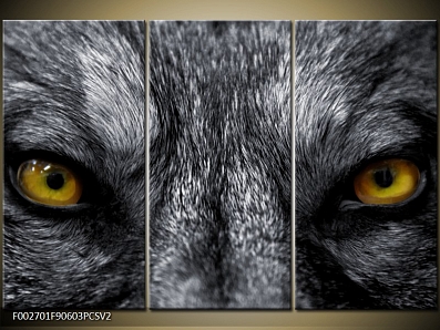 Obraz oči vlka