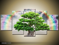 Obraz Duha nad korunou stromu