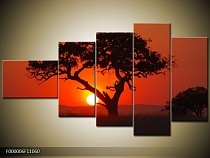 Obraz strom v západu slunce