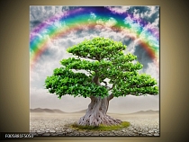 Obraz Duha nad korunou stromu