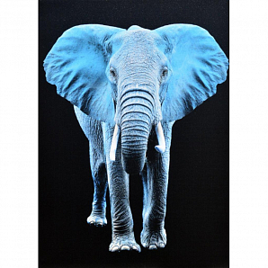 Obraz Modrý slon