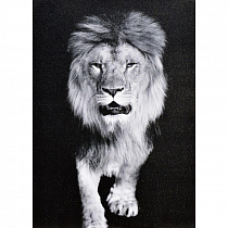 Obraz Šedý lev