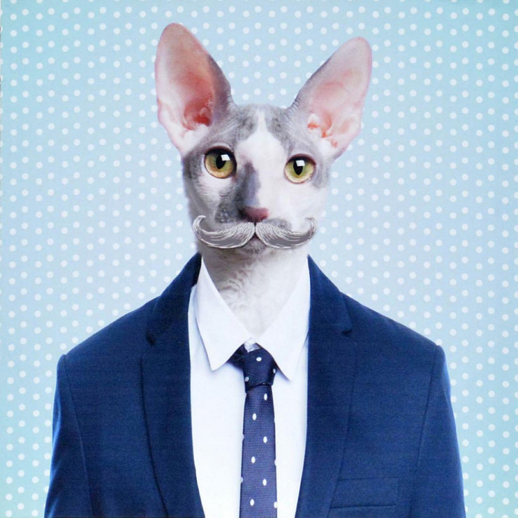Obraz Office cat