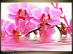 Obraz orchidej
